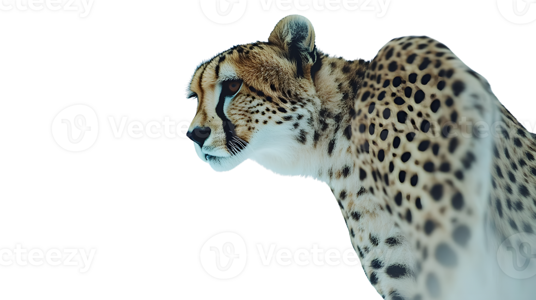 A majestic spotted feline in profile showcasing its distinctive coat and powerful build agains png