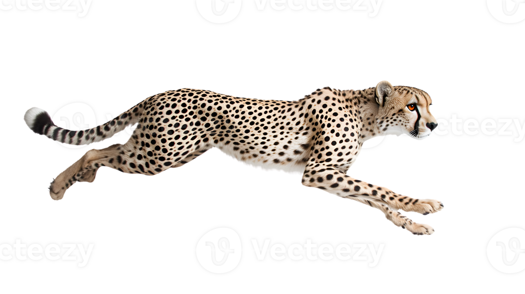 A spotted feline in midstride showcasing its agility and grace against a stark background id png