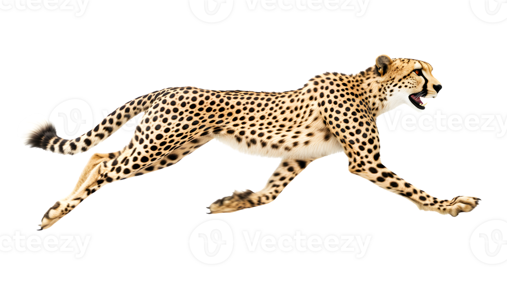 A spotted feline in midstride showcasing its agility and power against a stark backgroun d png