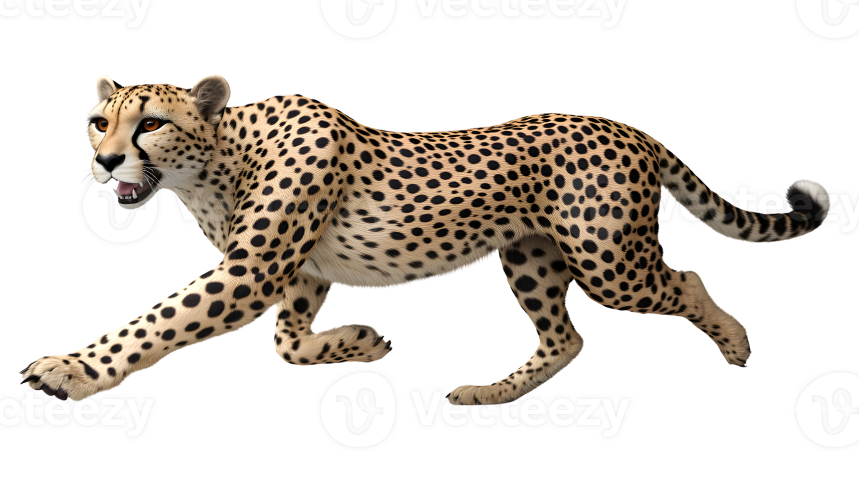 A spotted feline in motion showcasing agility and power with a sleek coat and intense gaze png