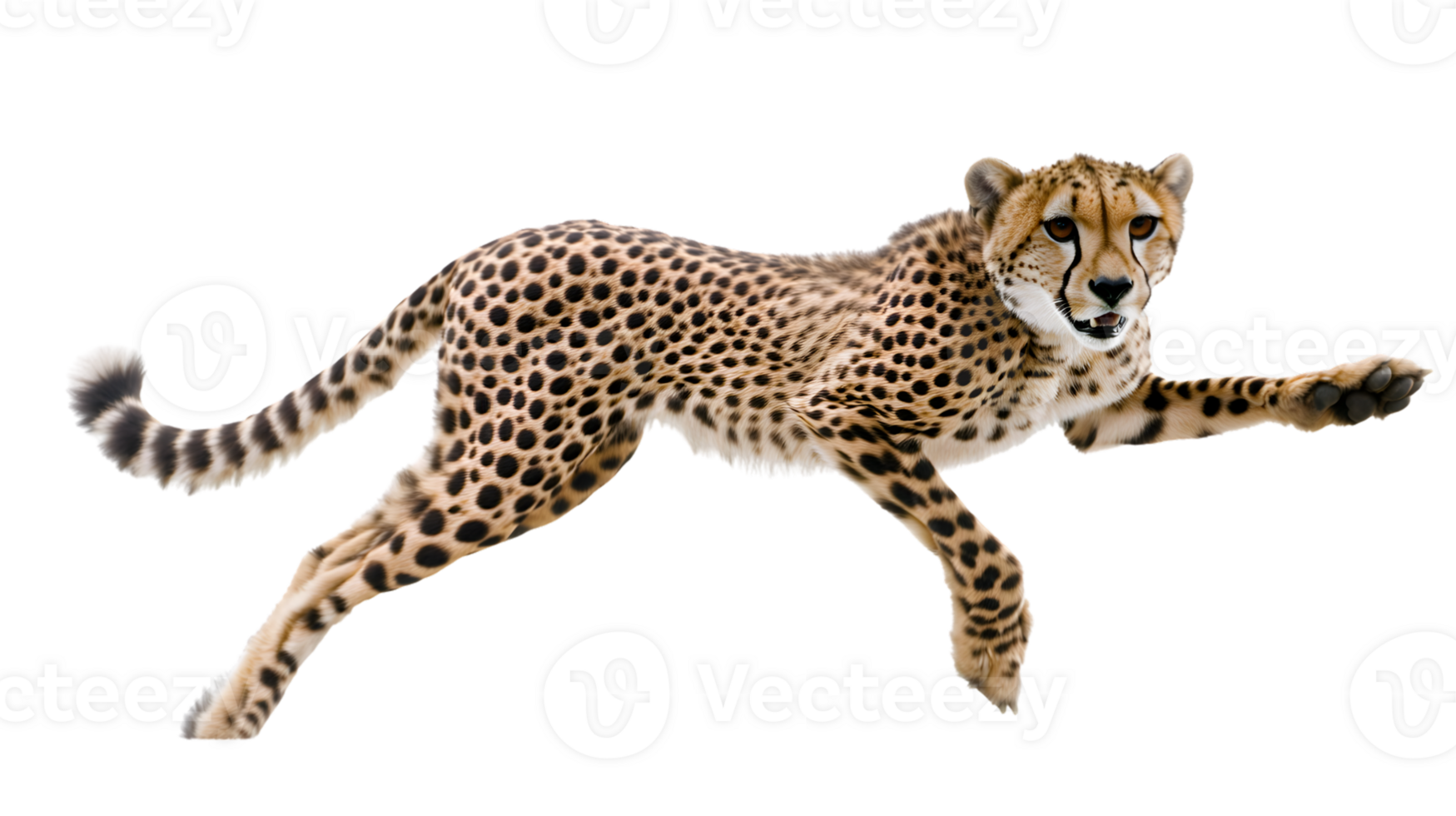 Agile Feline in Motion A Stunning Display of Speed and Grace Captured MidStride with Detaile png