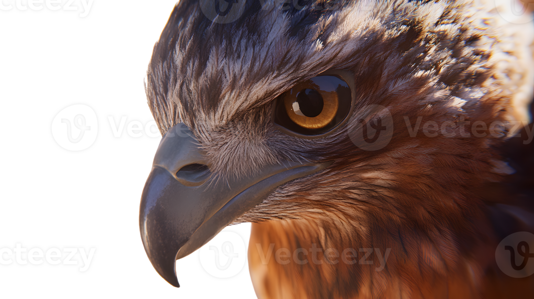 Closeup of a bird of preys head and eye detailed feathers wildlife photography png