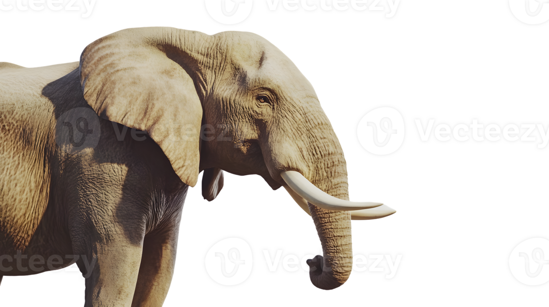 Detailed CloseUp of a Majestic Elephant with Large Tusks and Textured Skin Ideal for Wildlife png