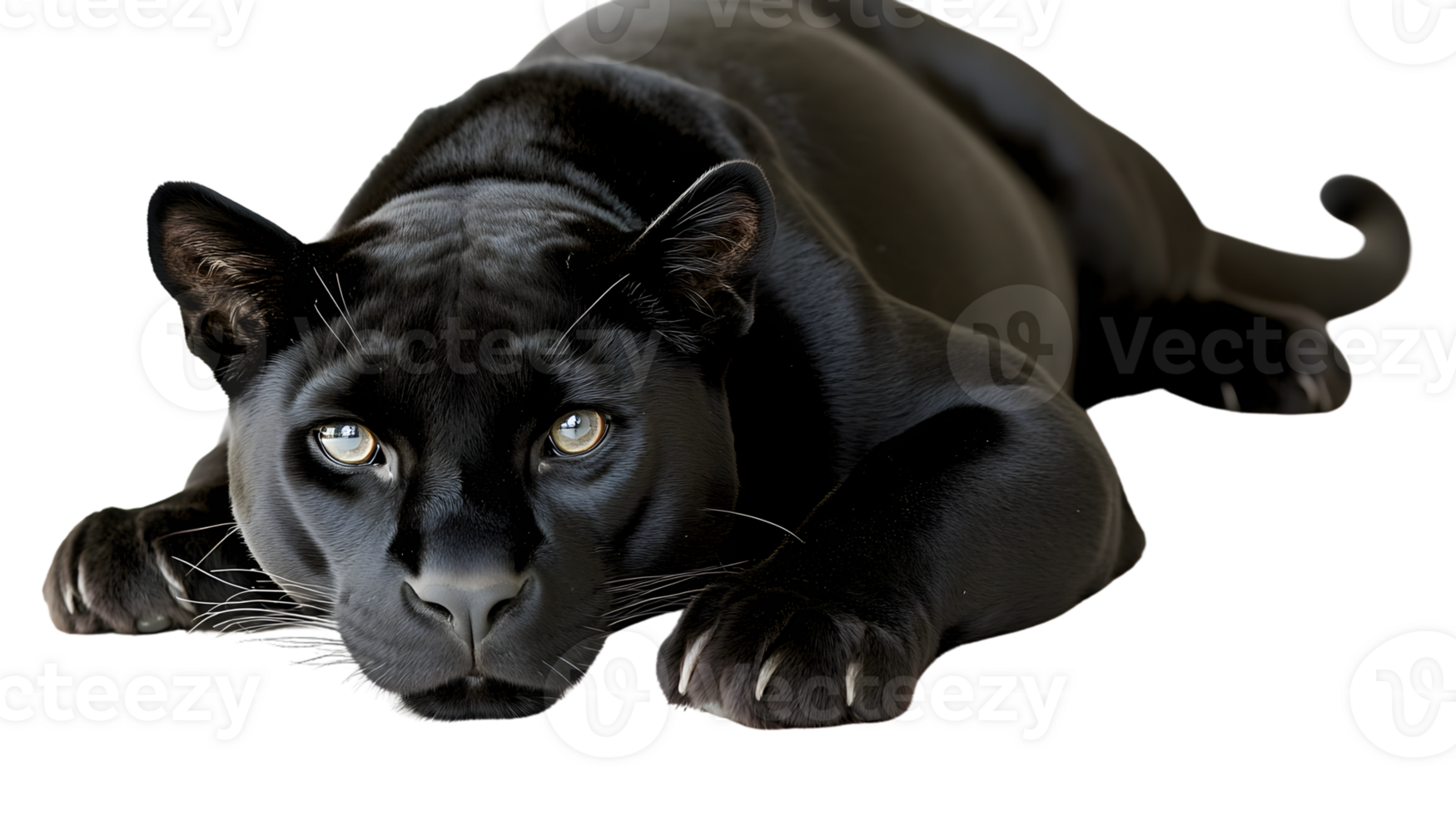Majestic Black Feline in a Crouched Position Displaying Intense Eyes and Sharp Claws for Wildl png