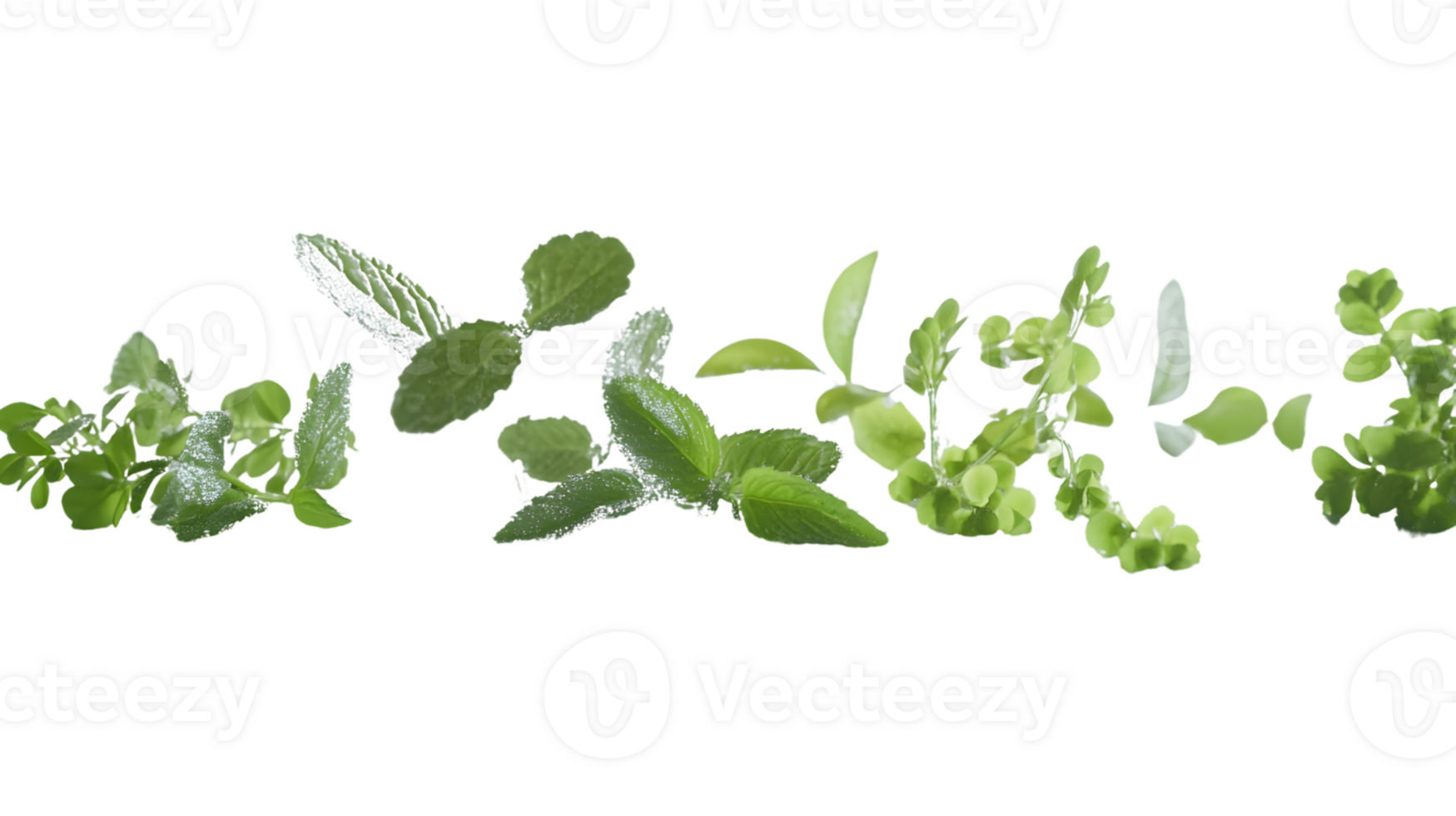 Collection of Fresh Green Herbs and Leaves Isolated on Black Background for Culinary Health a png