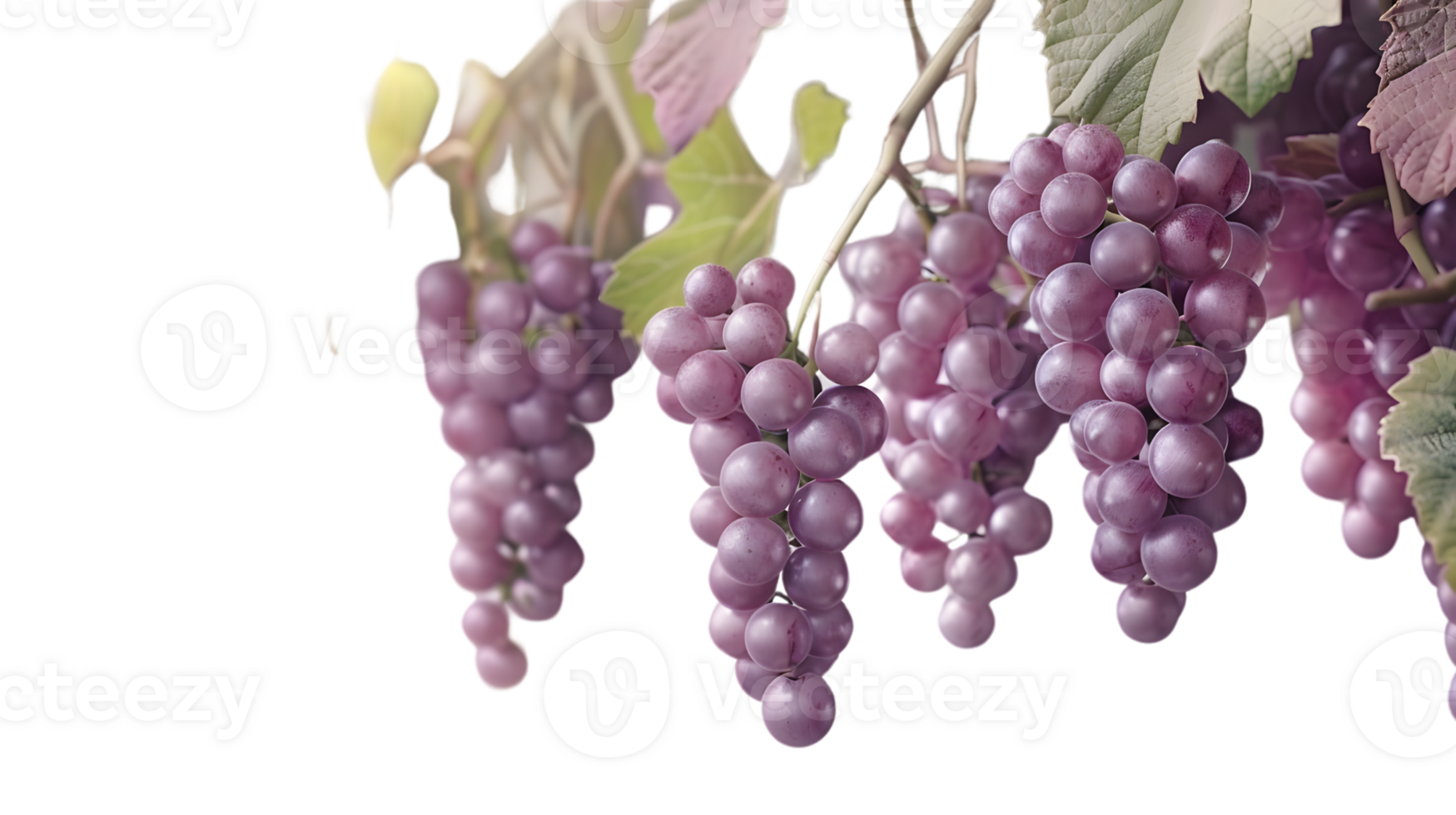 Freshly Grown Grapes with Vibrant Leaves and Stems Perfect for Culinary Botanical and Food P png