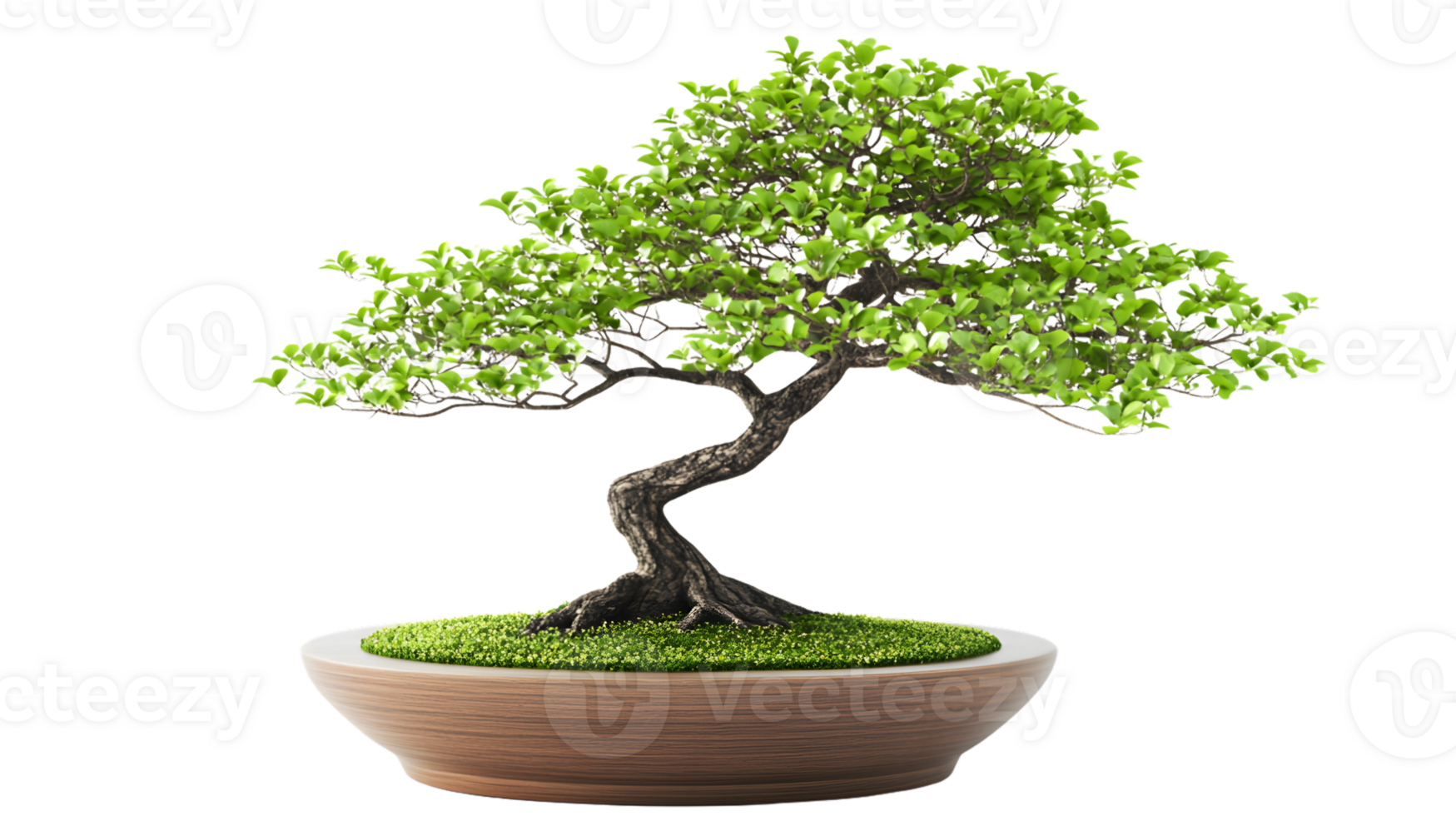 A beautifully crafted miniature tree in a pot showcasing intricate branches and lush green fol png