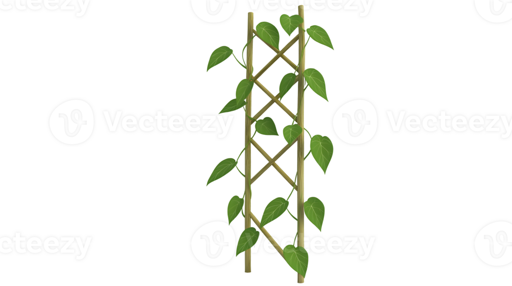 A climbing plant with lush green leaves growing on a wooden trellis ideal for garden design an png