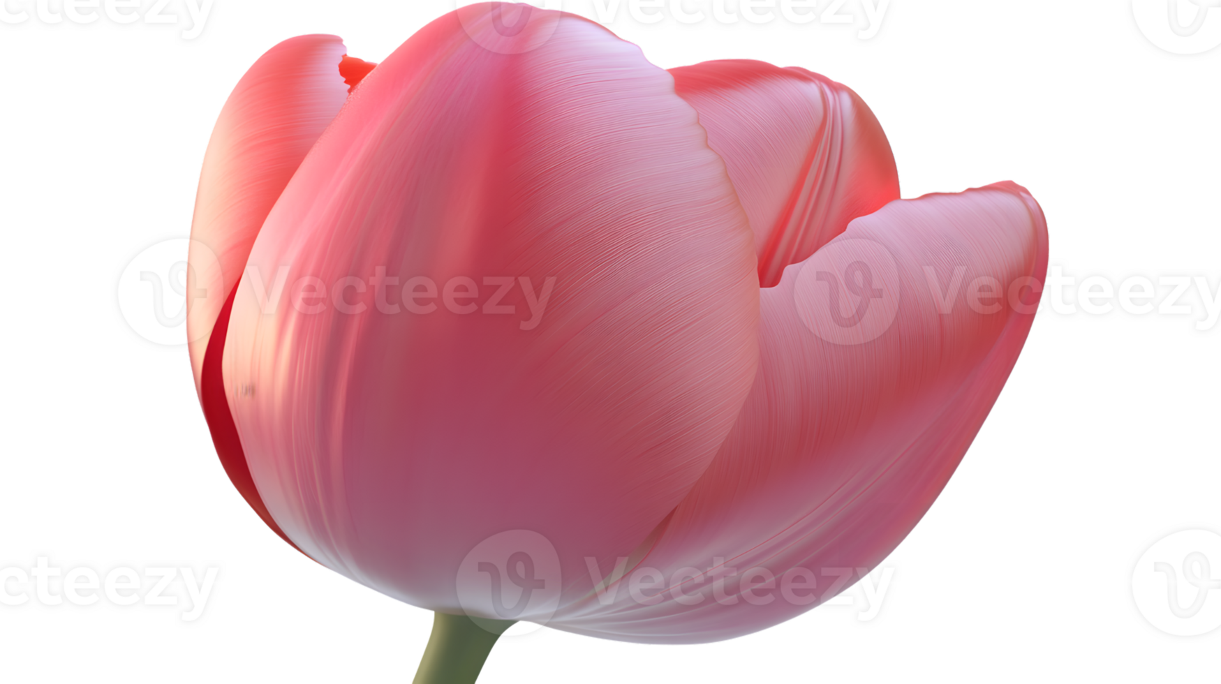 A delicate pink tulip in full bloom showcasing intricate petal textures and vibrant hues for f png