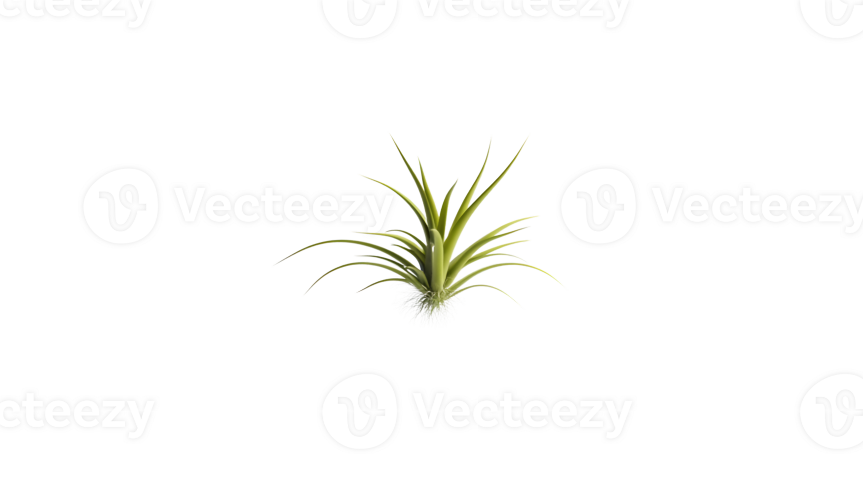 A vibrant air plant with spiky green leaves and a fluffy white base isolated on black backgrou png