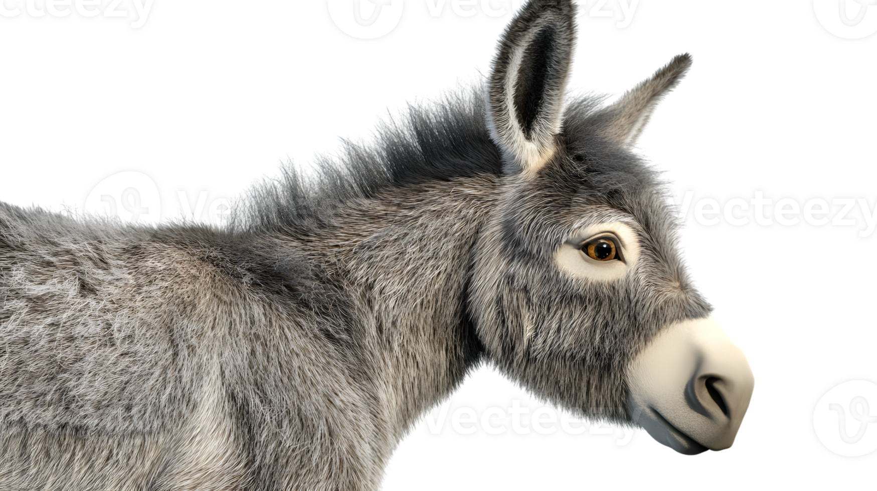 Closeup portrait of a donkey gray fur animal photography png