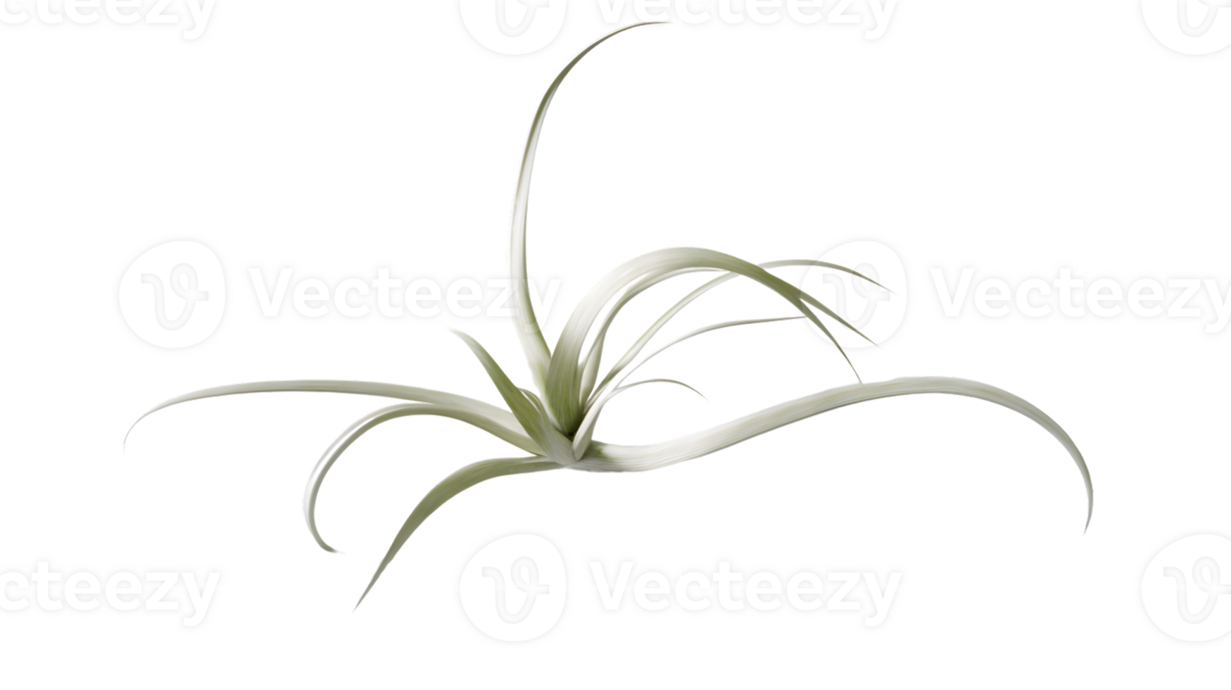 Delicate Air Plant with Curved Leaves on a Black Background for Minimalist Design and Botanical png