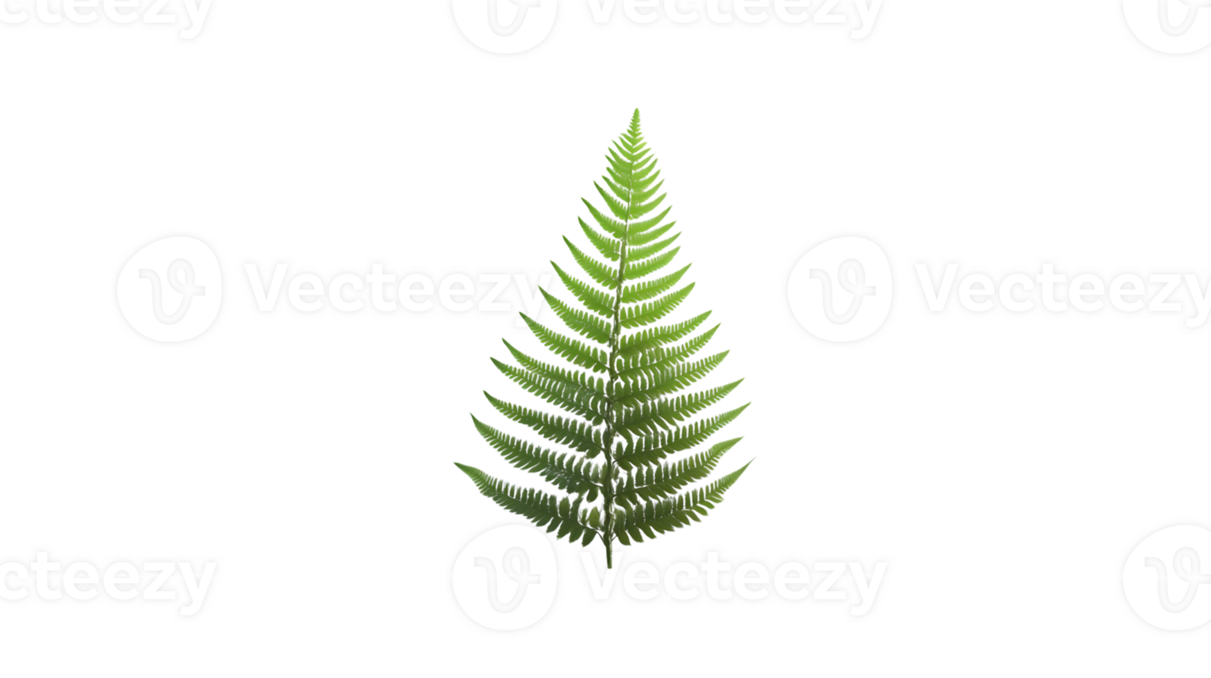Detailed Green Fern Frond Isolated on Black Background for Nature Botanical and Design Projec png