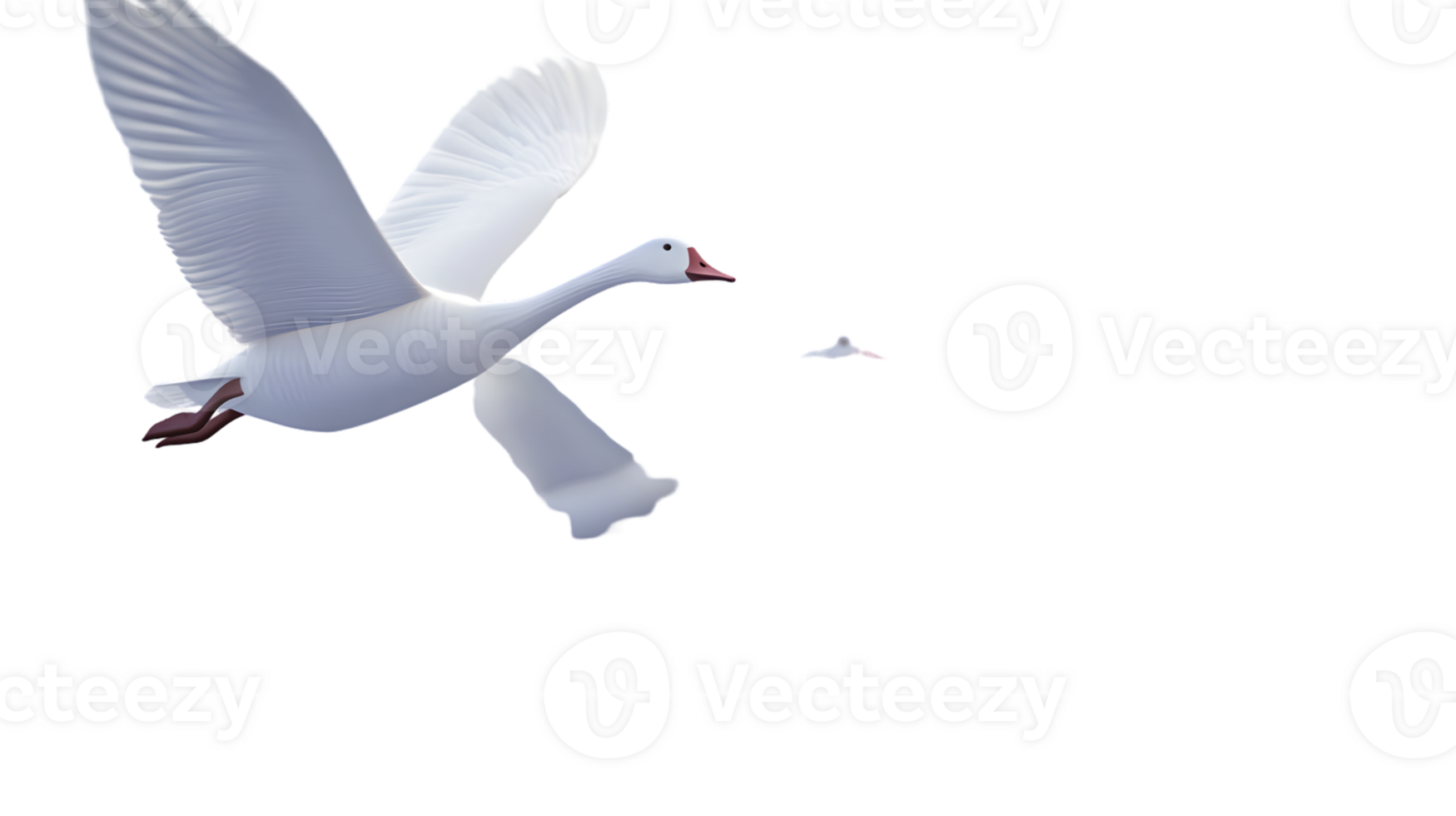 Elegant White Bird in Flight with Extended Wings and Feather Detailing png