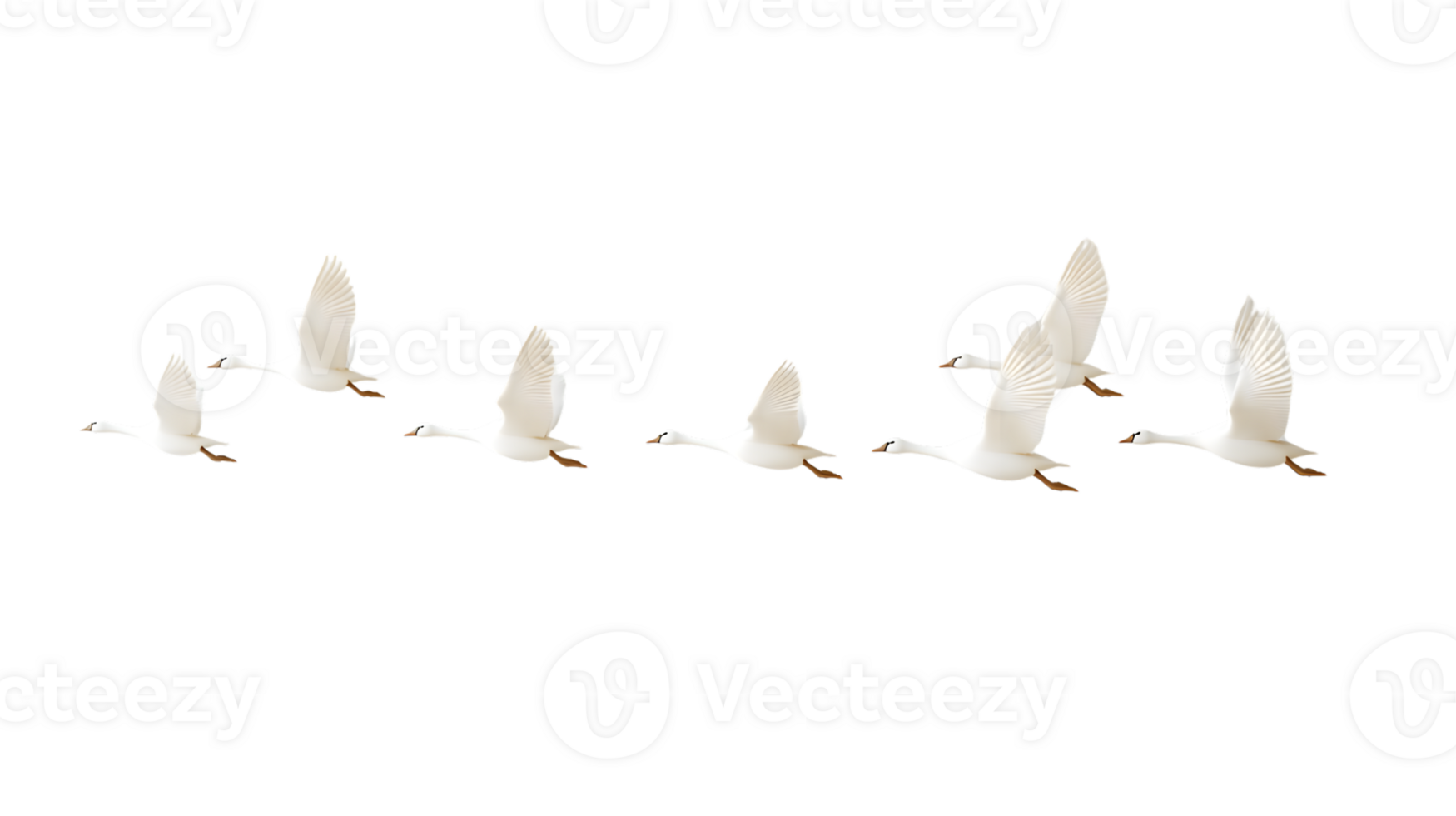 Flight Sequence of White Birds in Motion Dynamic Wingspan Wildlife Photography Nature Series png