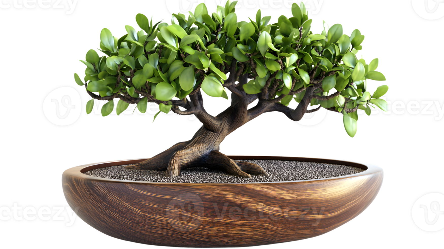 Miniature Bonsai Tree in Wooden Pot Zen Garden Decoration Lush Green Foliage png