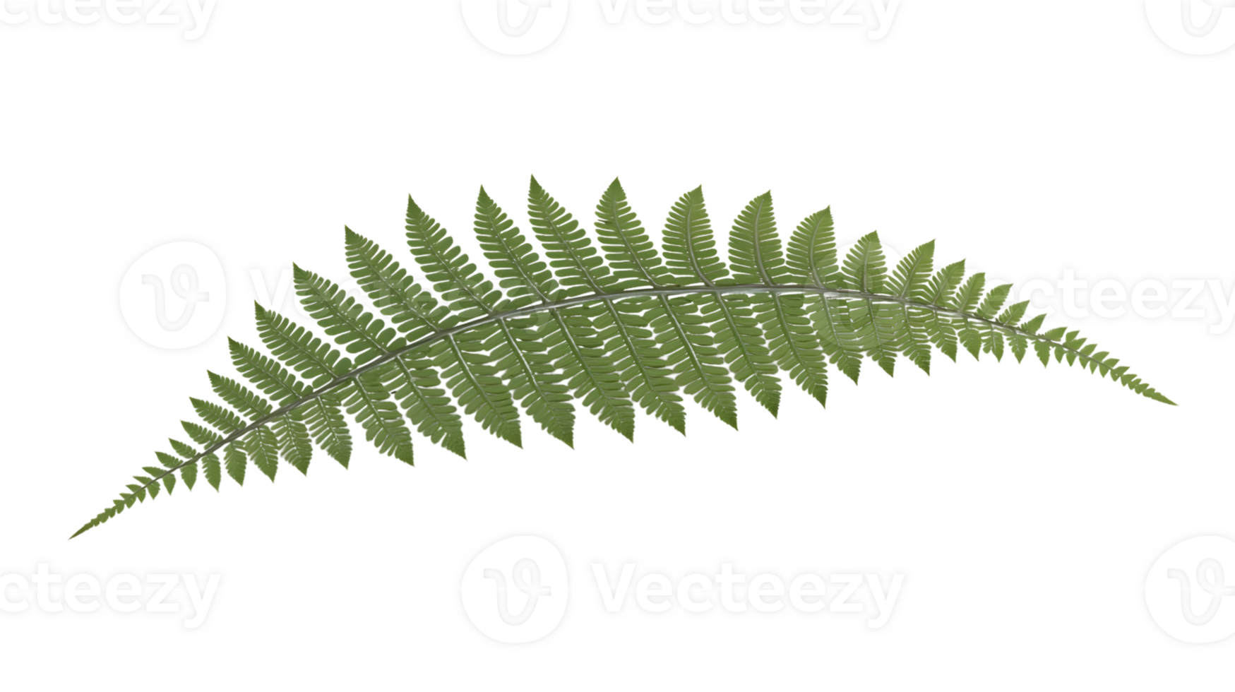 Single Green Fern Frond Isolated on Black Background png