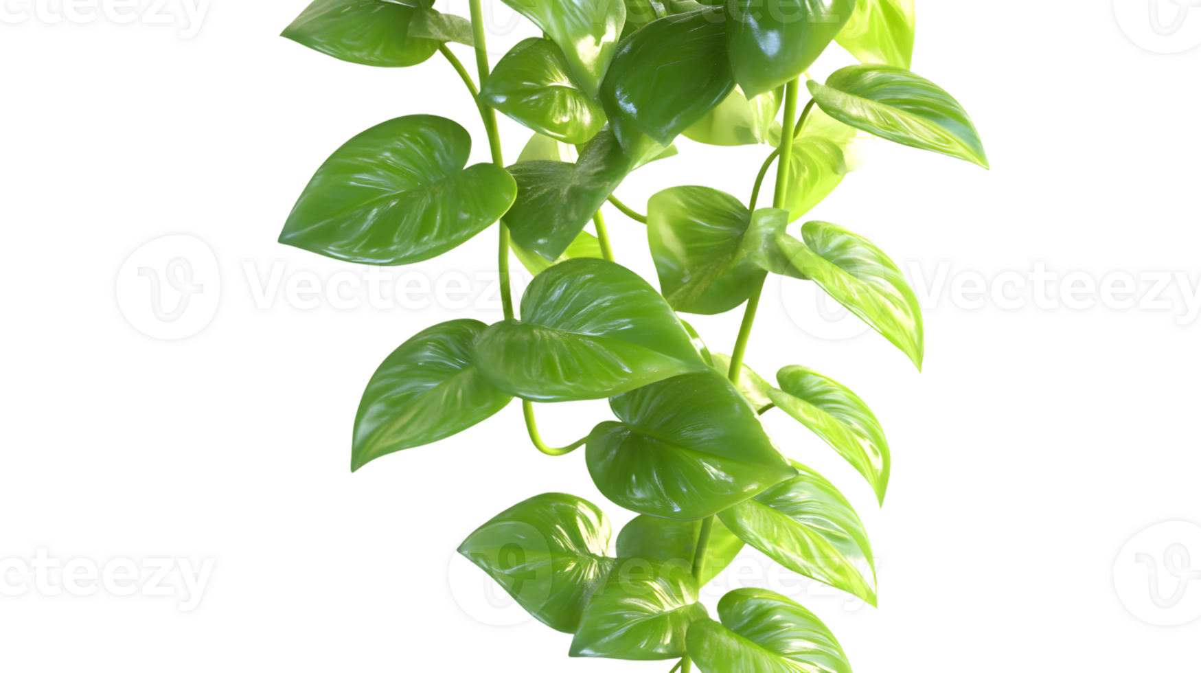 Vibrant Green Leaves on a Stem Ideal for Nature and Botanical Designs Perfect for Backgrounds png