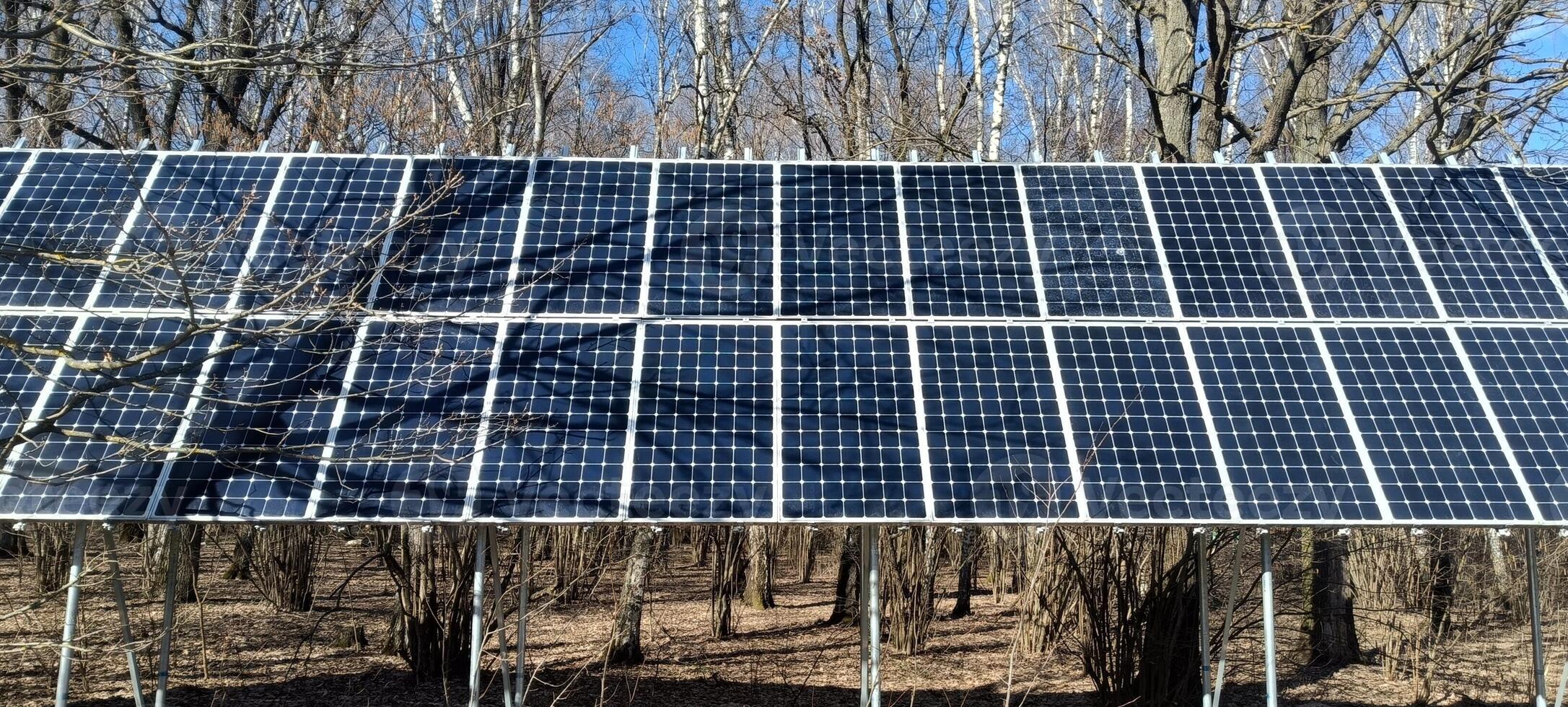 A row of solar panels stands amidst tall trees in a forest, capturing sunlight to generate renewable energy. The clear blue sky enhances the scene's natural beauty photo