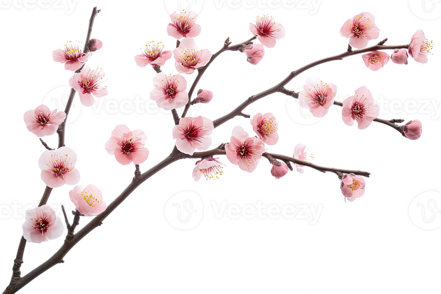 A branch of pink black flowers png