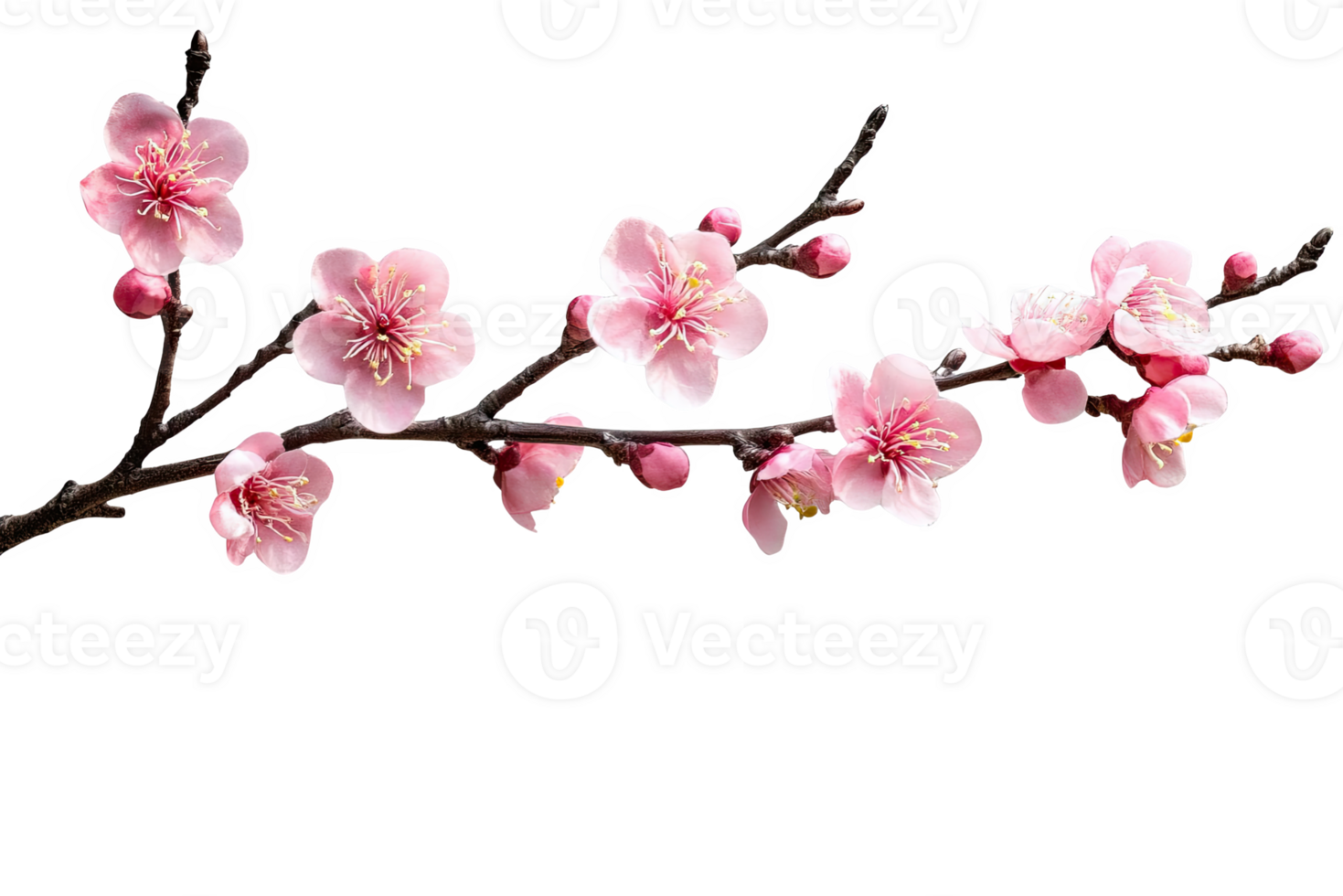 A branch of pink bloom flowers png
