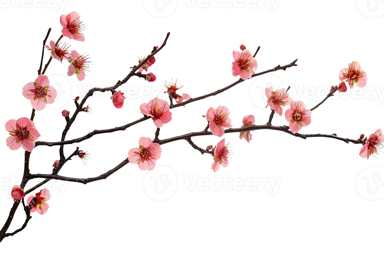 A branch of pink mini flowers png