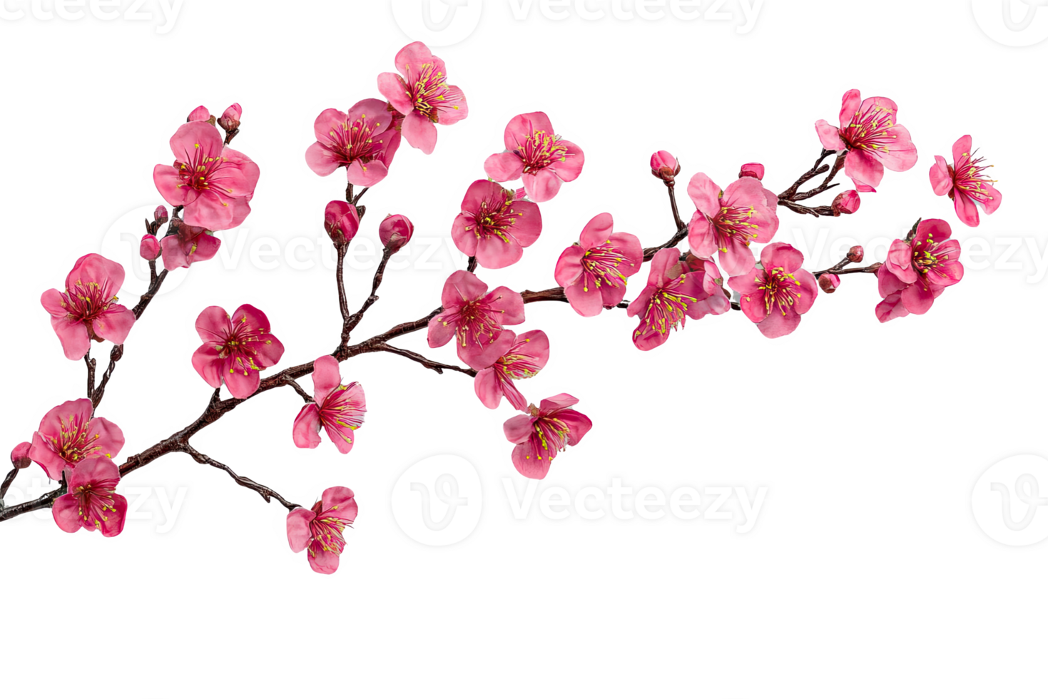 A branch of pink full flowers png