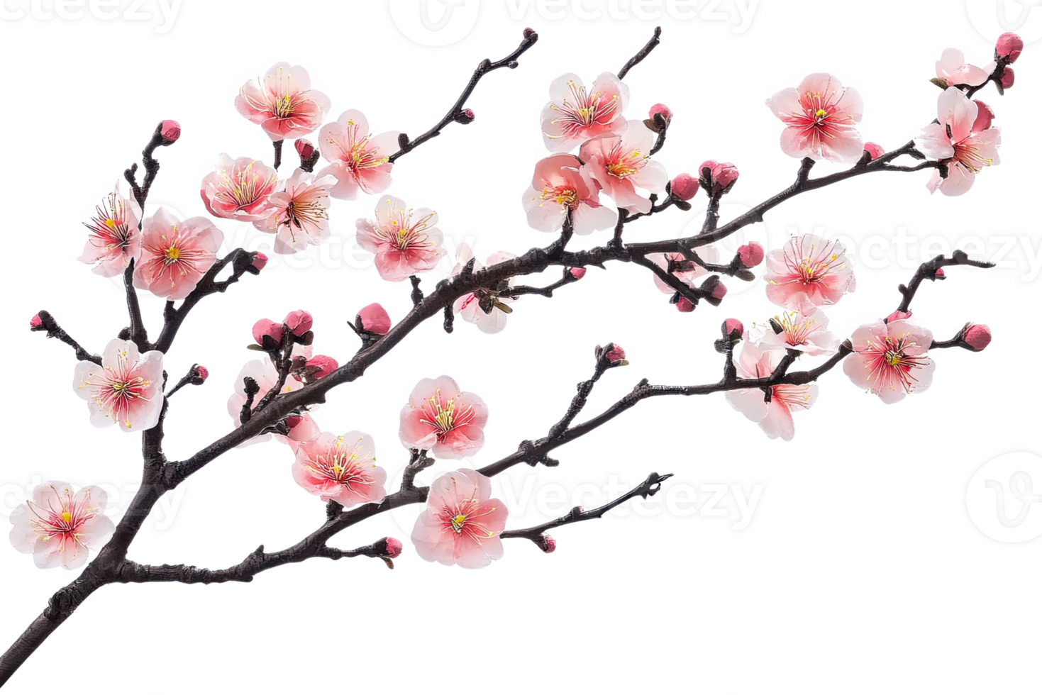 A branch of pinkful flowers png