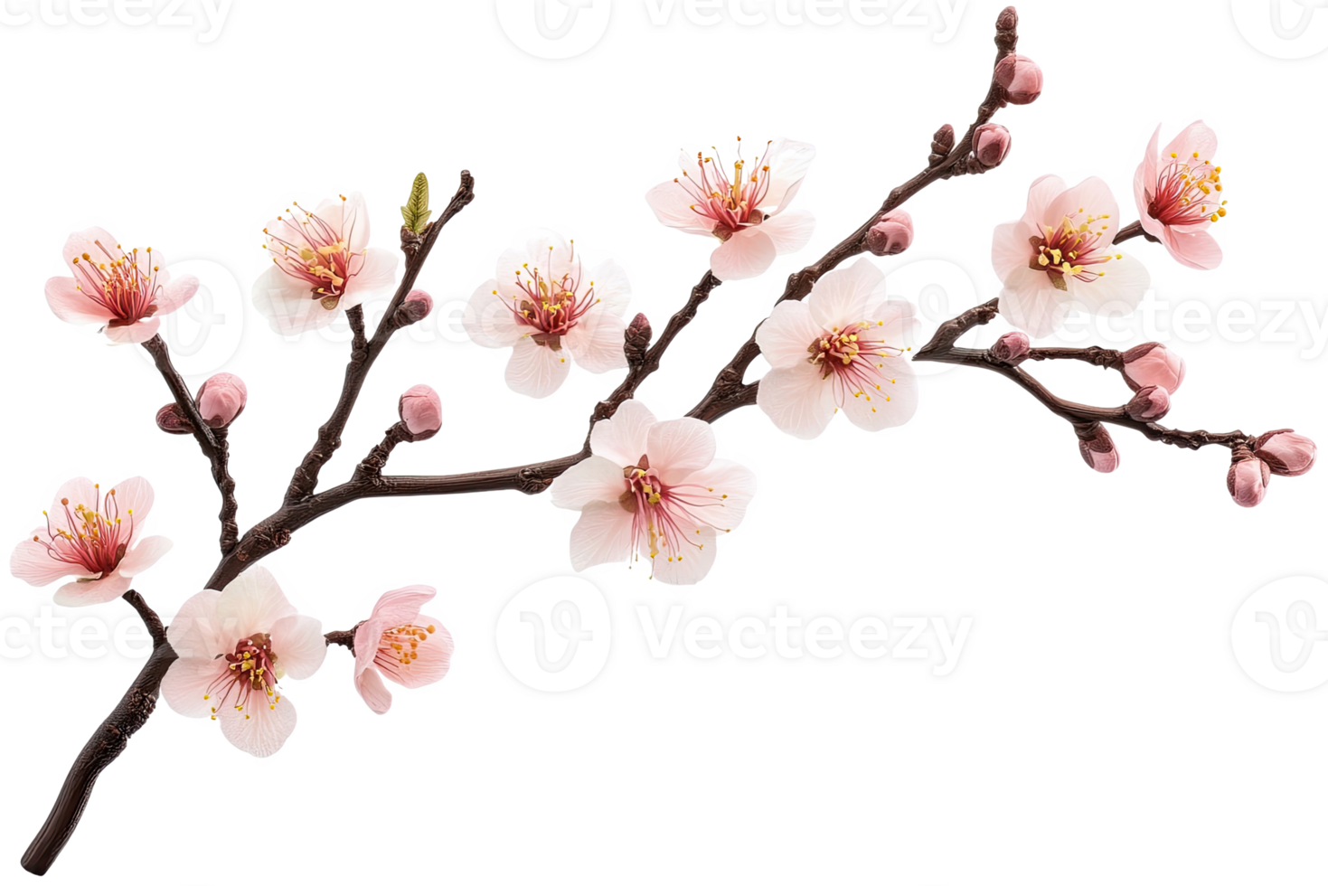branch of pink flowers png