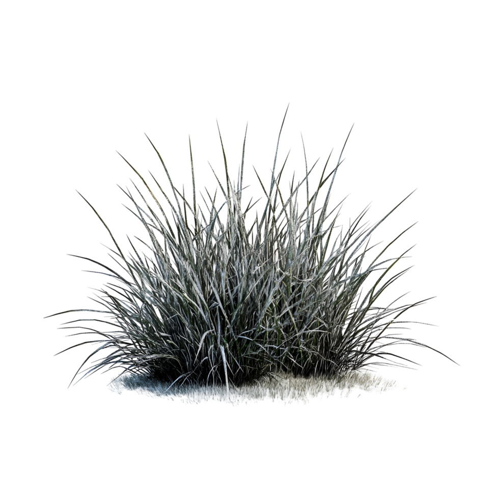 Snowy Grass Scene With Fresh Greenery on transparent background png
