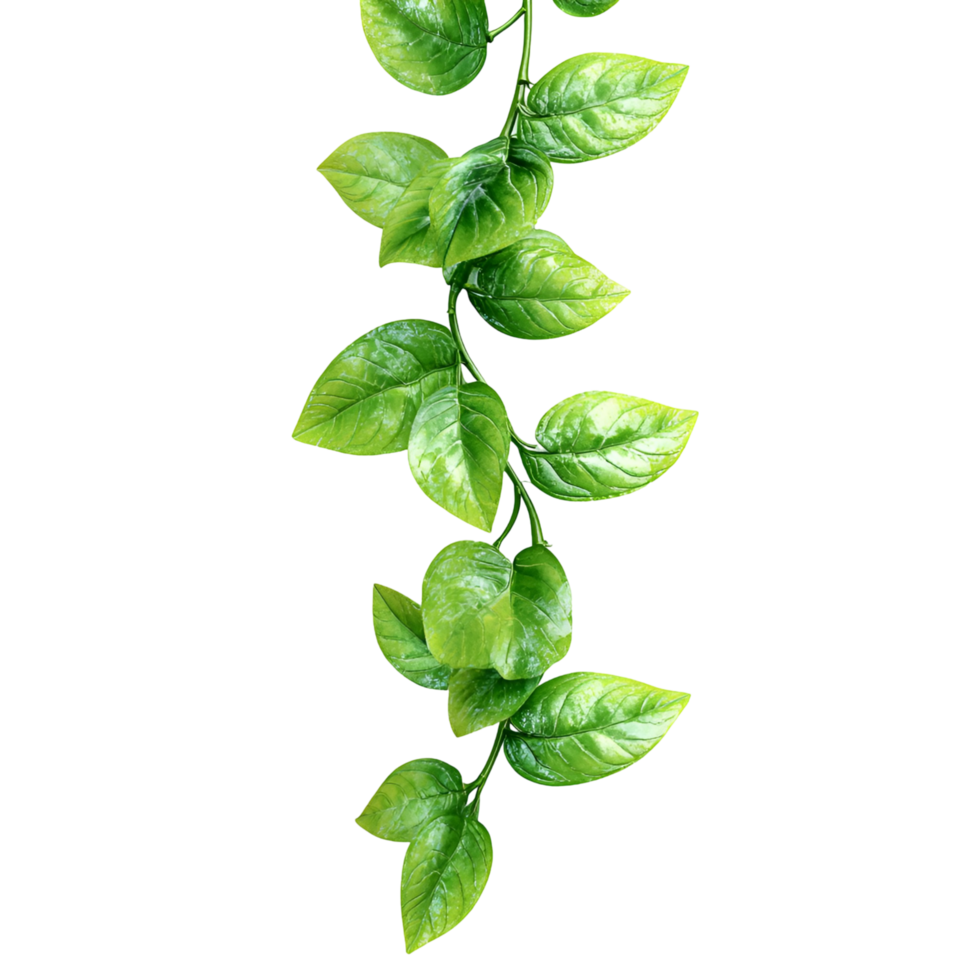Green Plant Hanging On Vine Transparent Background png