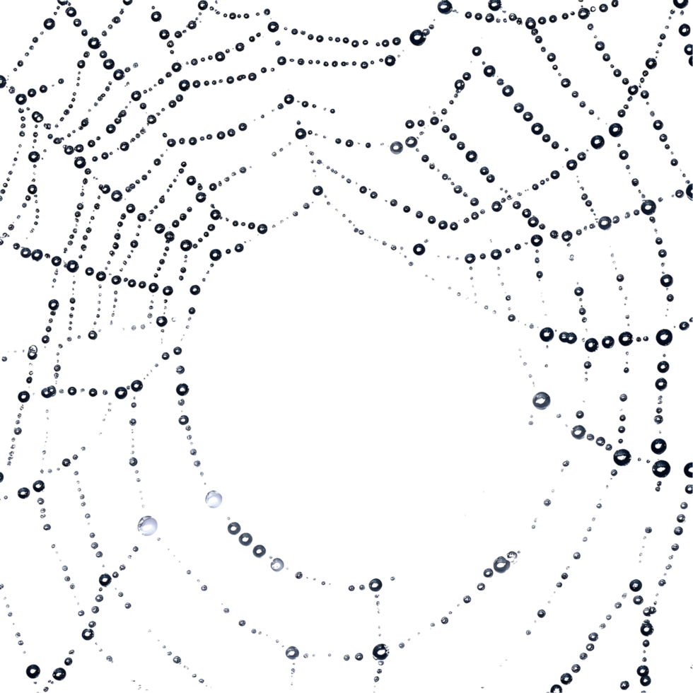 Realistic Spider Web Covered In Drops Transparent Background png
