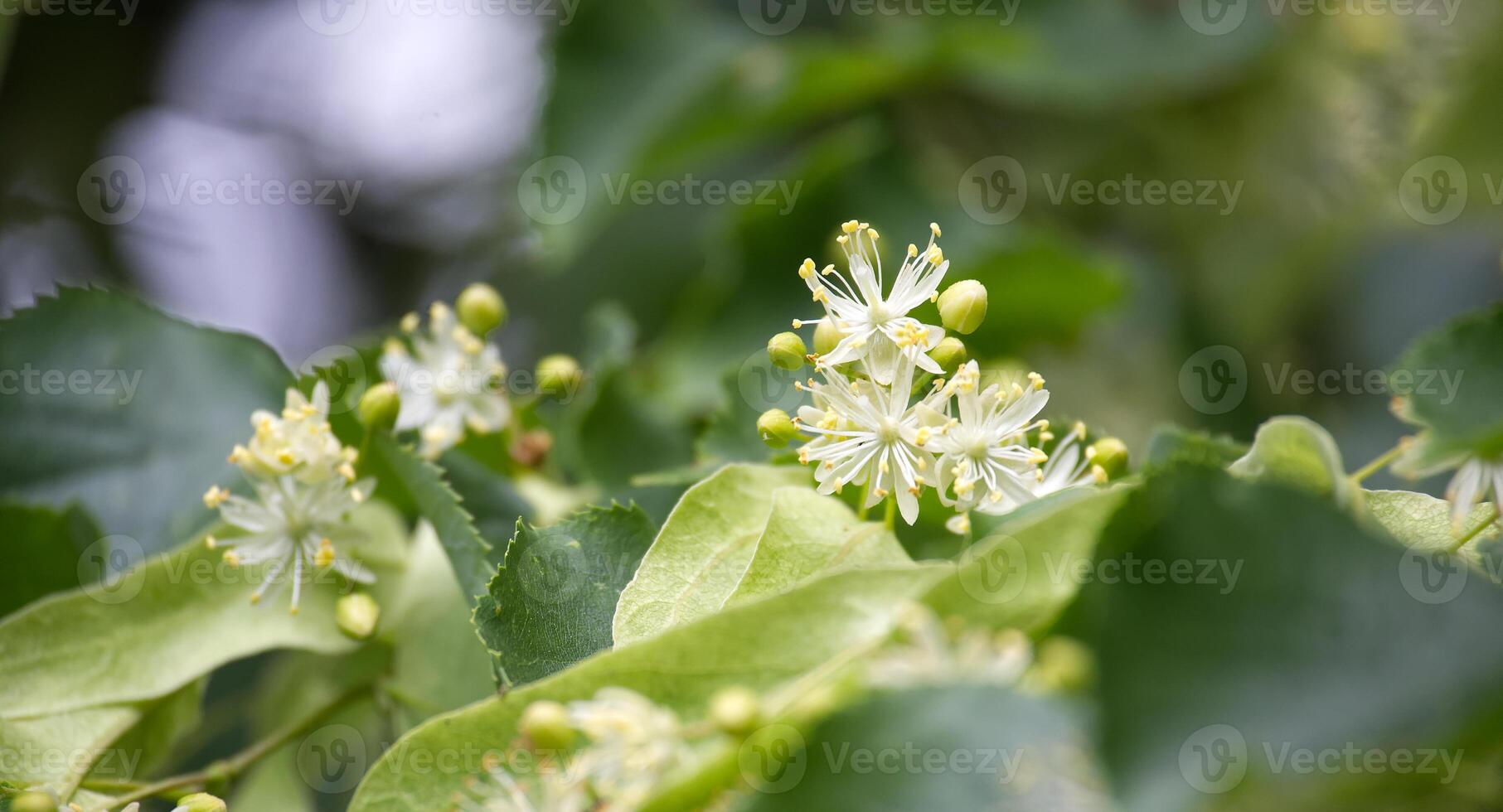 Tilia flowers blooming in spring spreading their delicate fragrance photo