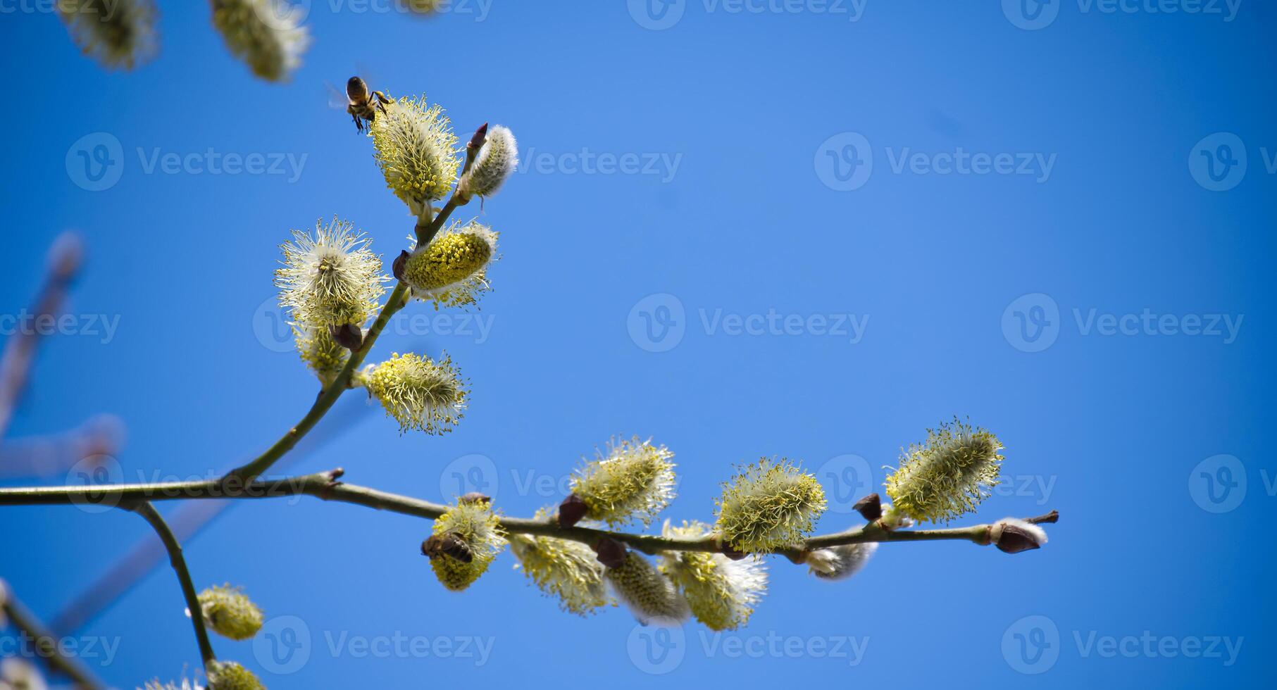 Two bees collect pollen from a willow branch against a clear blue sky during springtime. photo