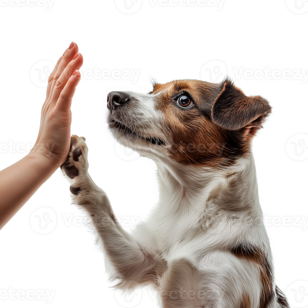 Loyal Dog Reaching for Human Hand, Heartwarming Connection Between Pet and Owner, Isolated on Transparent Background. Perfect for Pet Adoption Ads png