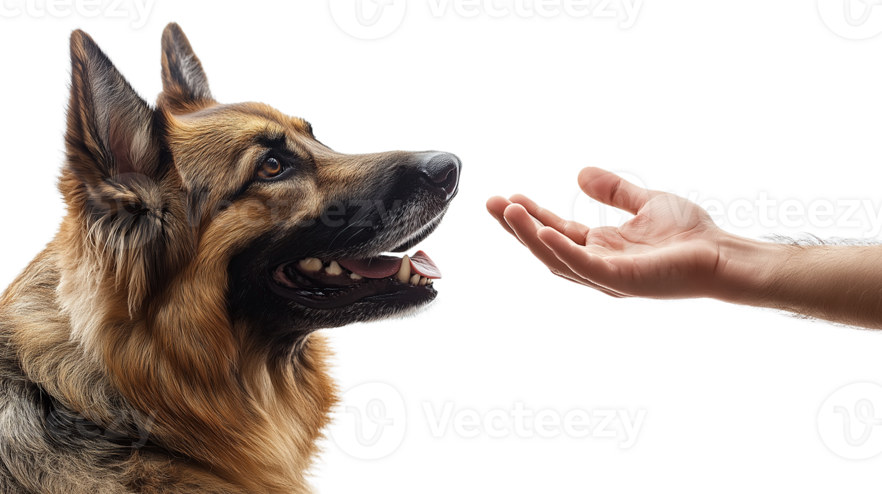 Dog Paw Touching Human Hand on Transparent Background. Canine Trust and Friendship Concept for Pet Care Brands, Veterinary Posters, or Dog Training Materials. High-Quality Cut-Out Image png