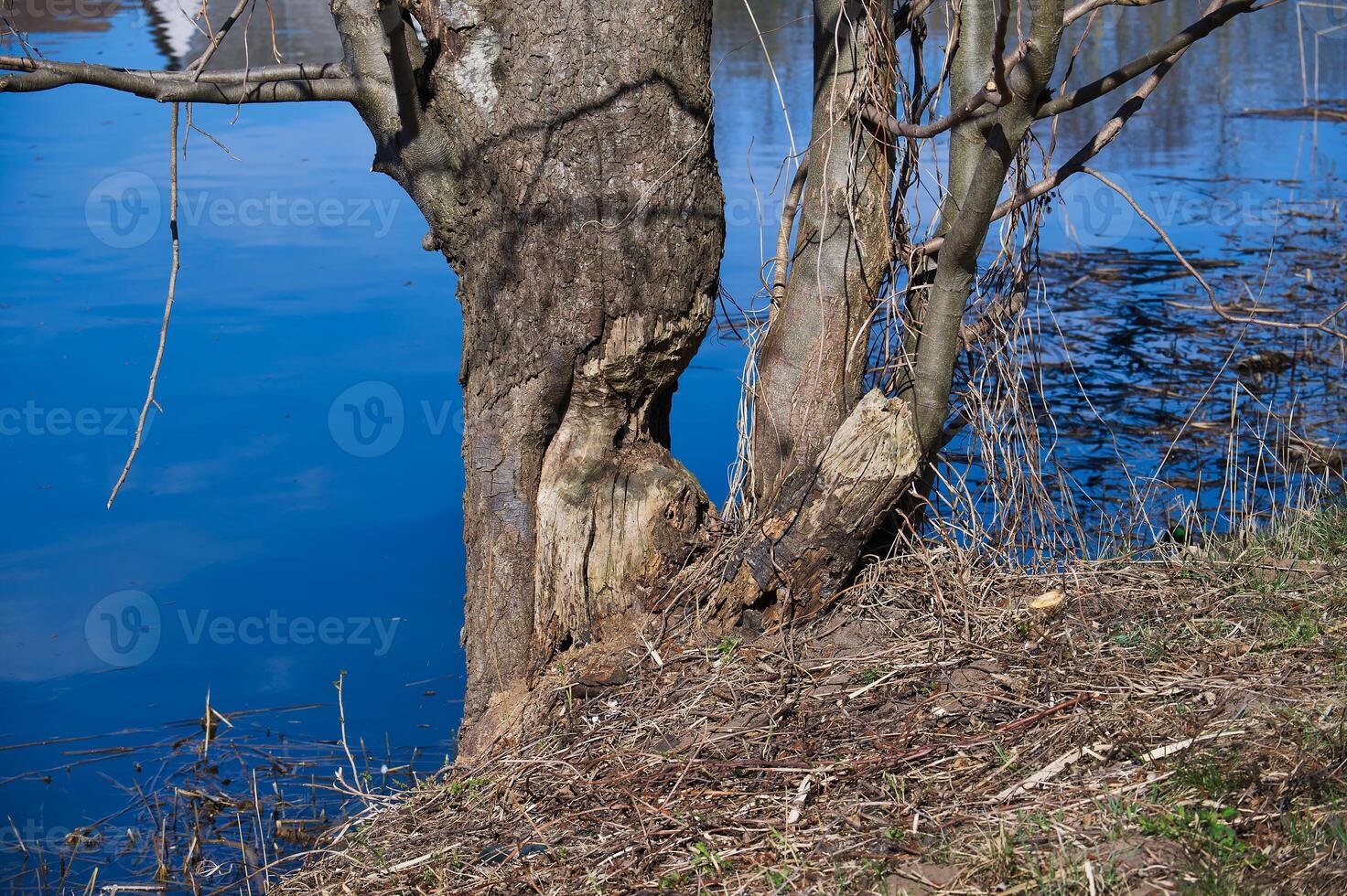 Large damaged tree trunk growing on river bank with blue water in background photo