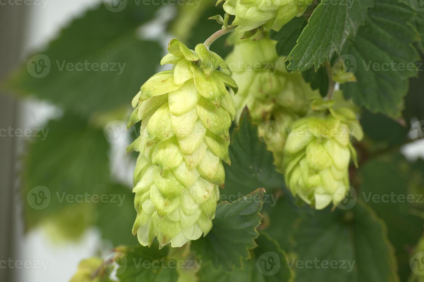 Fresh green hops on the vine showing detailed texture and vibrant color. photo