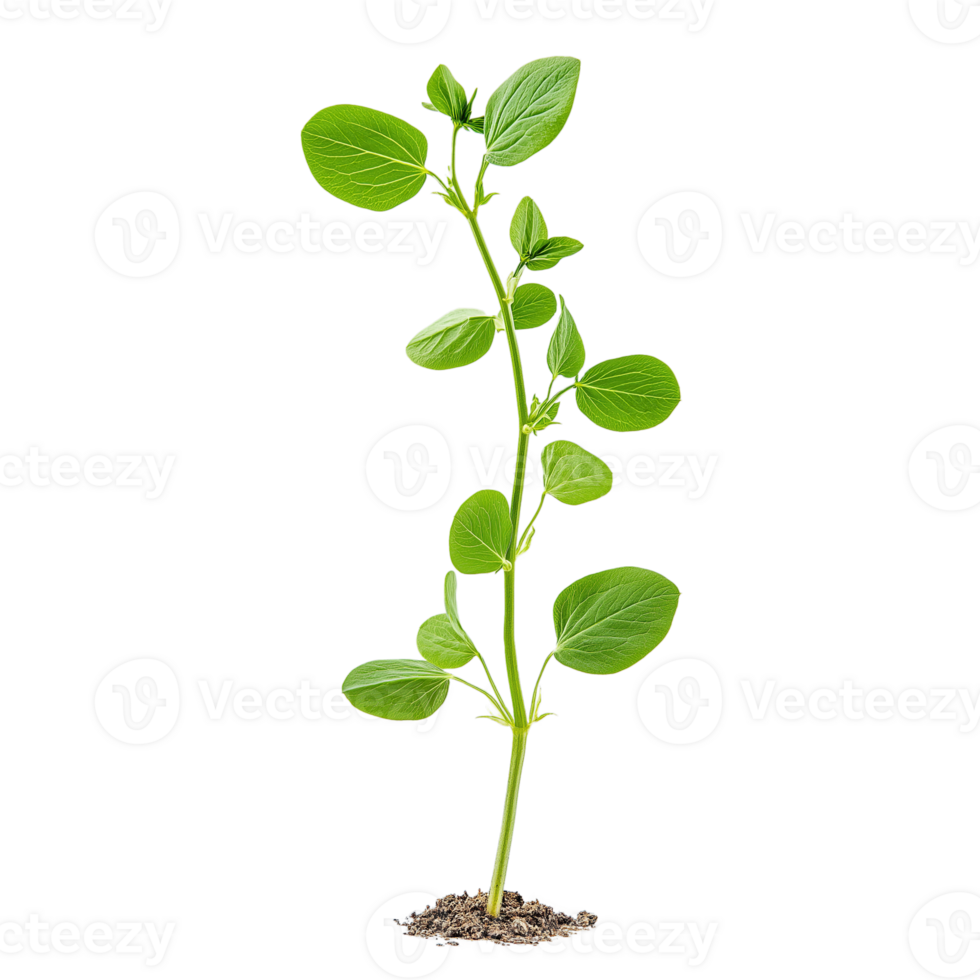 Young Pea Sprout with First True Leaves . Side View Isolated on Transparent Background, High-Res Plant Growth png