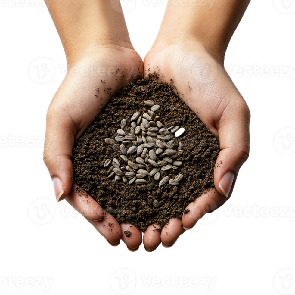 Top View of Hands Planting Sunflower Seeds in Soil - Isolated on Pure Transparent, Sustainable Gardening Concept png