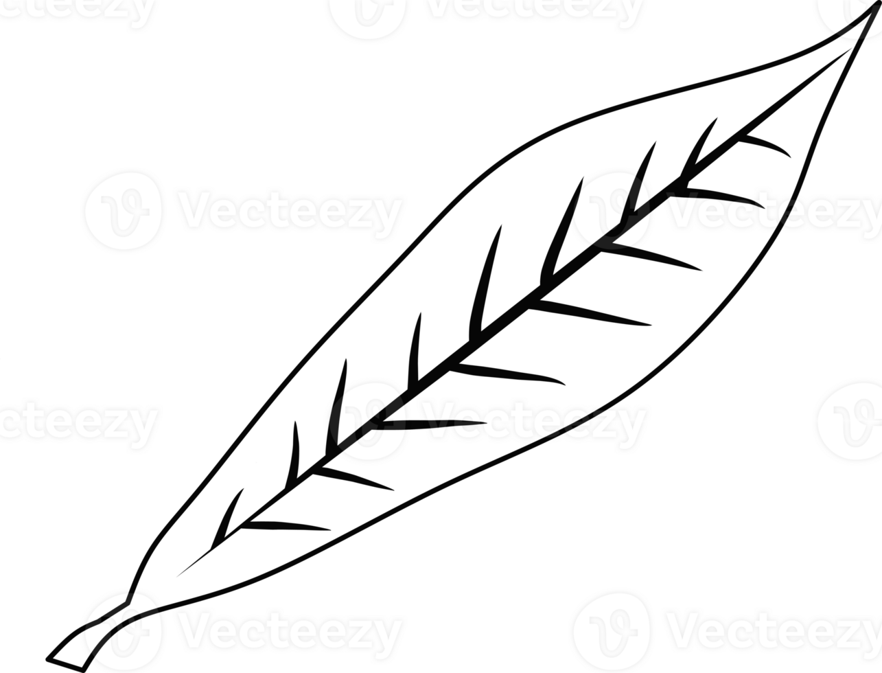 An artistic black and white outline of a leaf displaying veins for design purposes. Suitable for educational, artistic, and decorative uses in manuals, creative projects, or as a template png