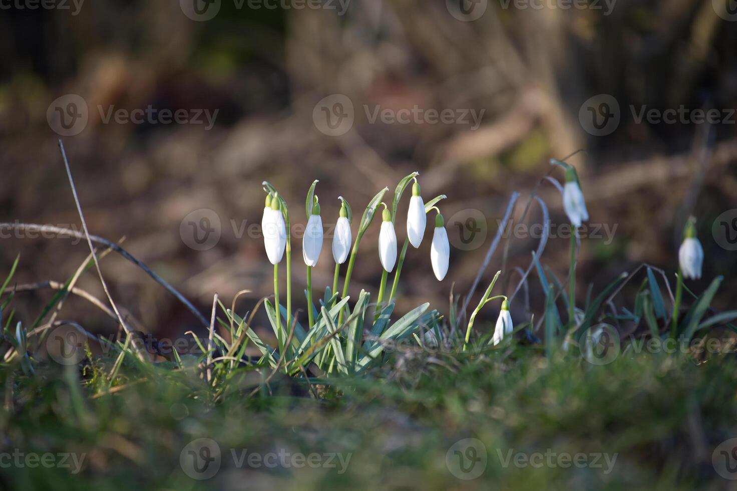 A cluster of delicate snowdrop flowers blooms in early spring, signaling new beginnings. photo