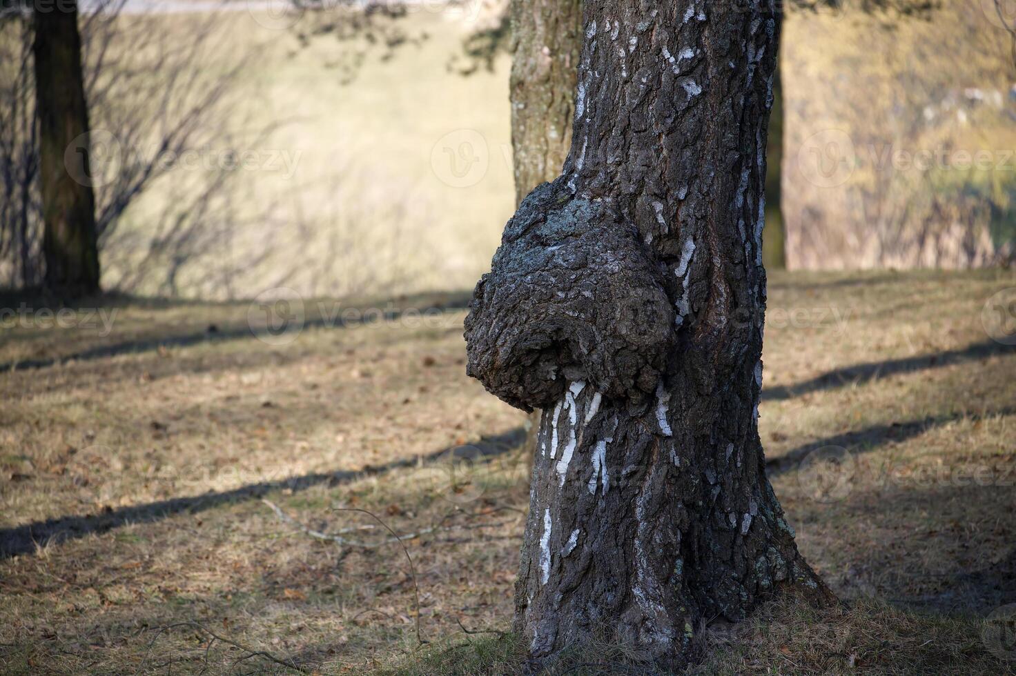 A close-up of a birch tree trunk shows a large burl growth in the early spring sunshine. photo
