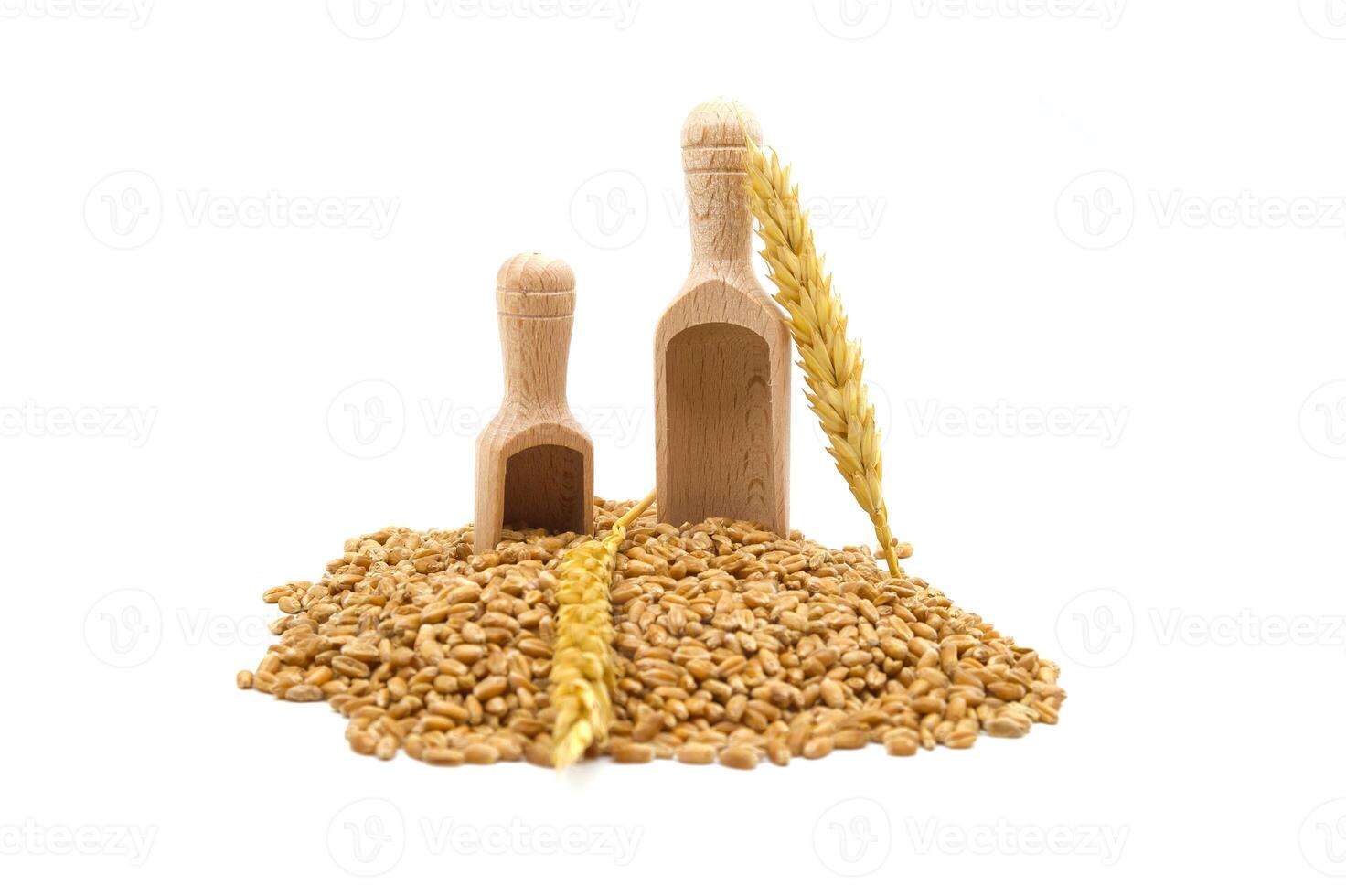 Wheat grain seeds and two wooden scoops. photo