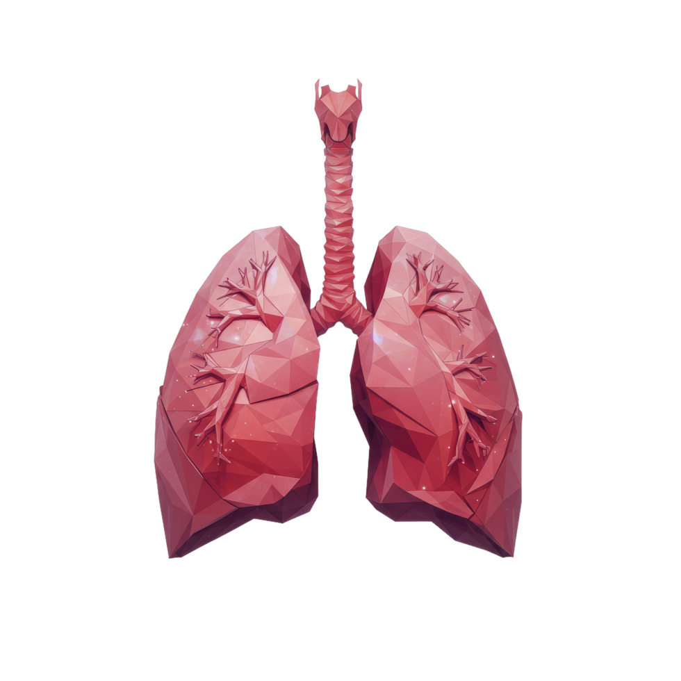 Low Poly Lungs Illustration, Red And Pink Human Respiratory System Anatomy png