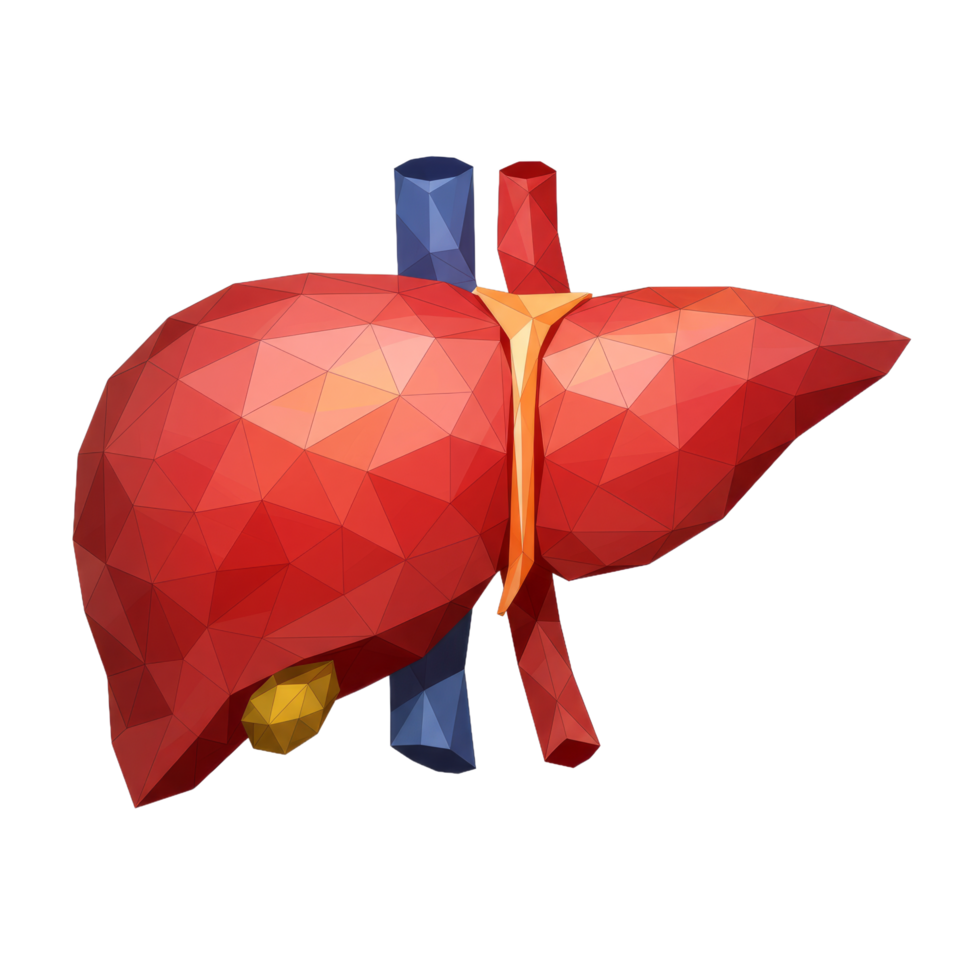 Low Polygonal Liver Anatomy Illustration With Vessels On Transparent Background png