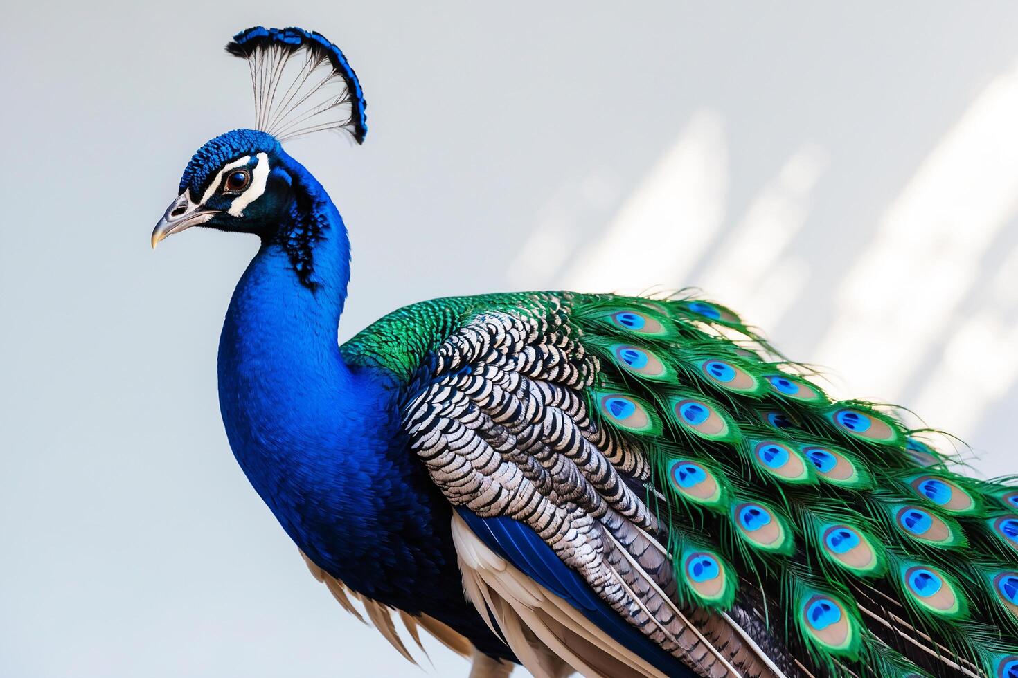 A peacock with a blue and green tail photo