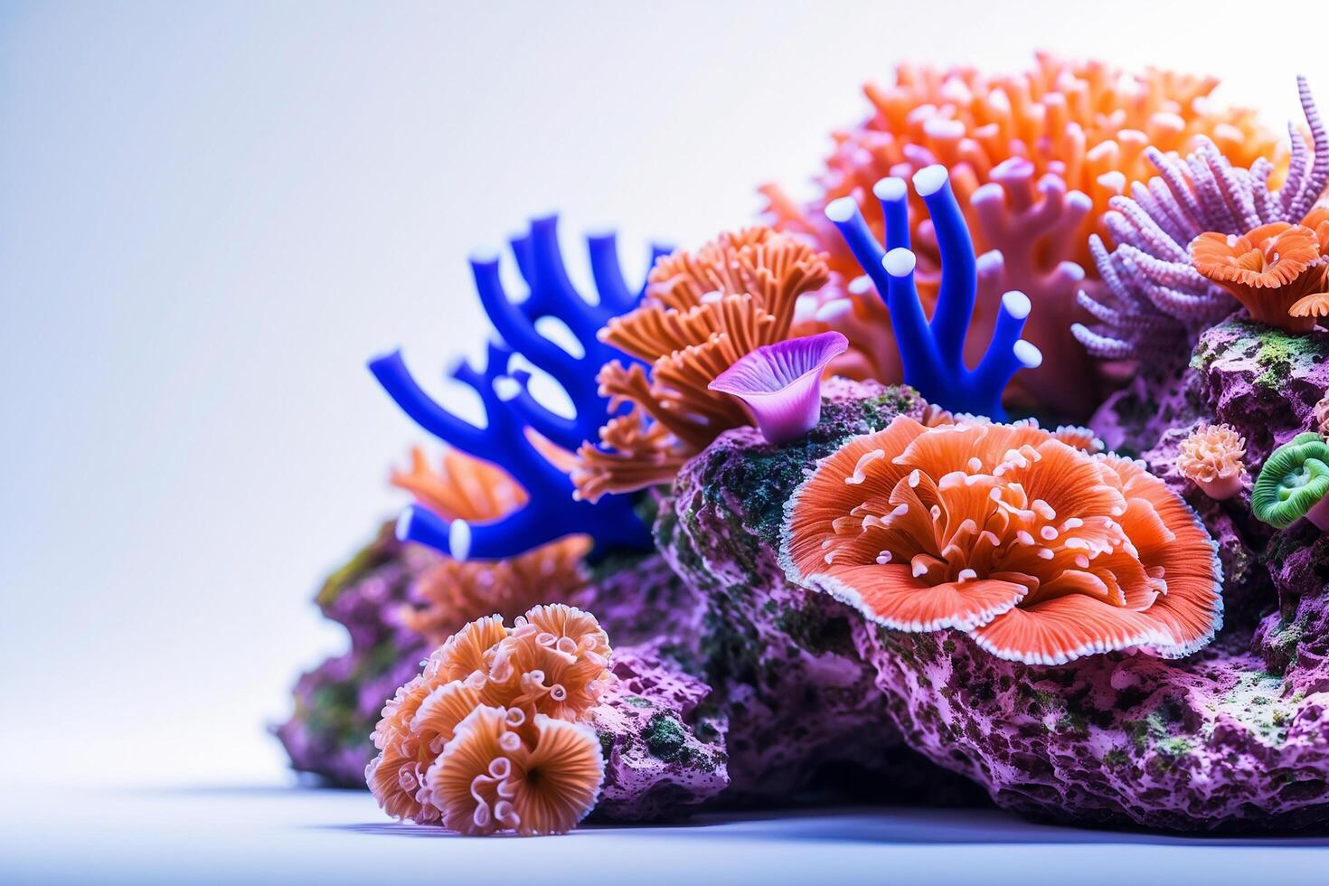 A coral reef with colorful corals and other sea life photo