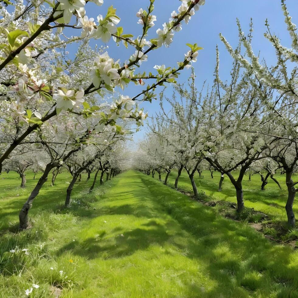 Springtime Magic Apple Trees in Full Bloom with a Soft Floral Glow photo