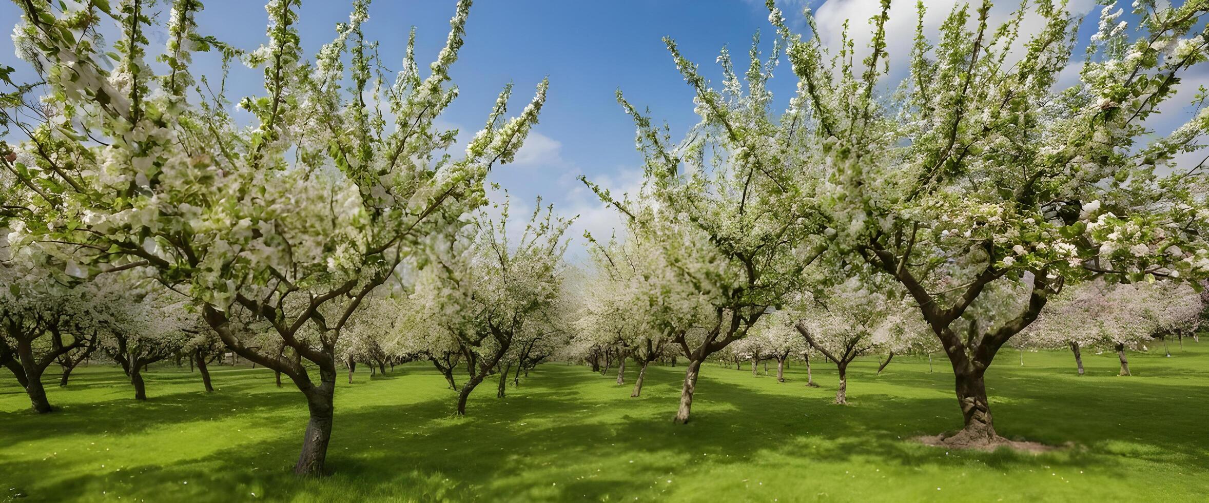 First Signs of Spring Apple Trees Covered in Delicate Blossoms photo